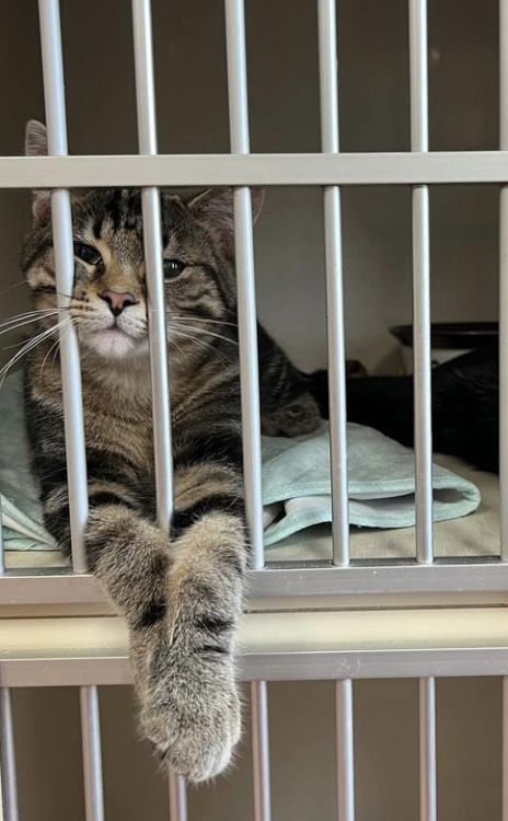 Семейная терапия кошкой