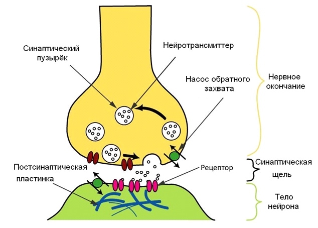 Как происходит «захват серотонина» и почему при депрессии его не хватает