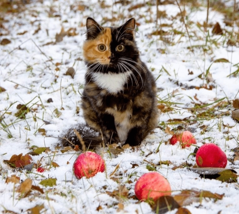 10 жизненных советов от вашего… кота
