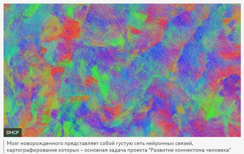 Младенчество мозга: как распускается цветок нового разума Младенчество мозга: как распускается цветок нового разума