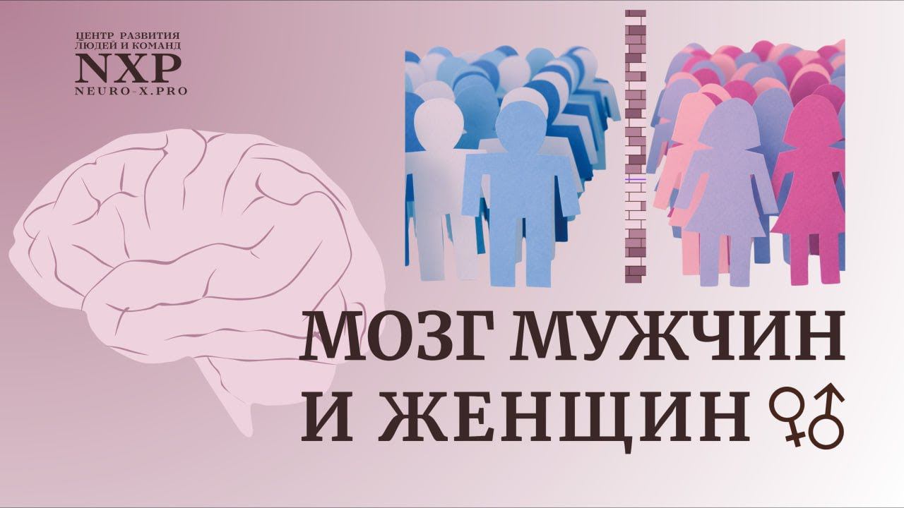 МОЗГ МУЖЧИН И ЖЕНЩИН: ОТЛИЧИЯ С ТОЧКИ ЗРЕНИЯ НЕЙРОБИОЛОГИИ и ИИ #нейробиология #ии #мозг #нейронауки